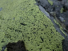 Rhizocarpon