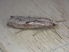 Agriphila geniculea