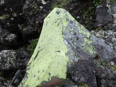 Rhizocarpon
