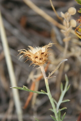 Centaurea pinnata