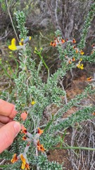 Crotalarieae