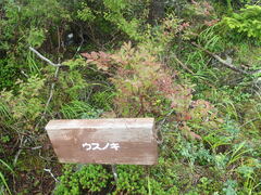 Vaccinium hirtum