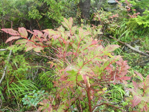Vaccinium hirtum iNat (2)