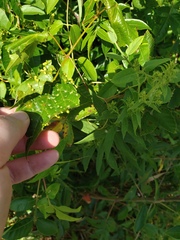 Daktulosphaira vitifoliae