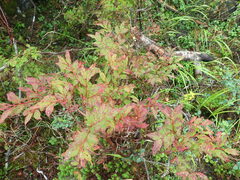 Vaccinium hirtum