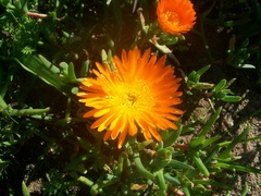 Lampranthus aureus