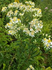 Doellingeria umbellata