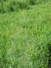 Sesbania cannabina