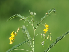 Sesbania cannabina