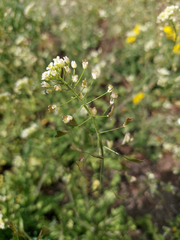 Capsella bursa-pastoris