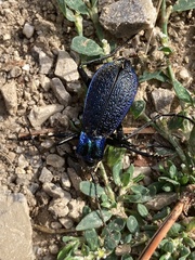 Carabus intricatus