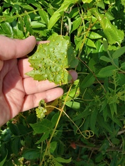 Daktulosphaira vitifoliae