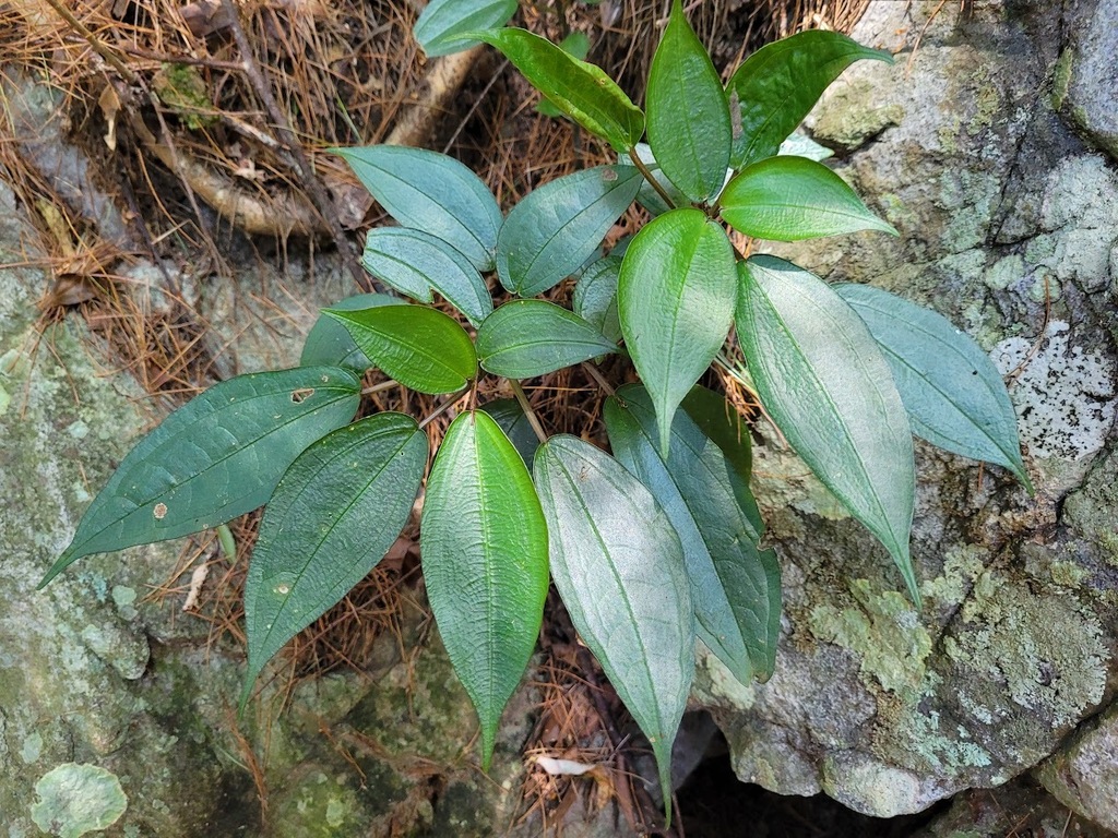 Pilea plataniflora