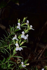 Monochasma savatieri