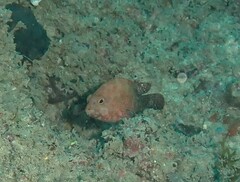 Cephalopholis nigripinnis