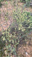 Struthiola