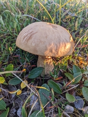 Leccinum