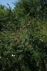 Carduus nutans leiophyllus