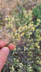 Struthiola