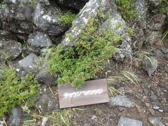 Rhododendron tetramerum