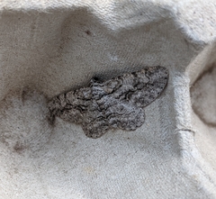 Anavitrinella pampinaria