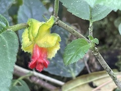 Gesnerieae