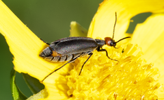 Epicauta atrata