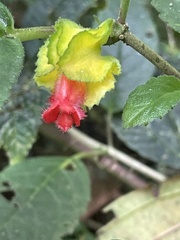 Gesnerieae