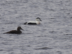 Somateria mollissima