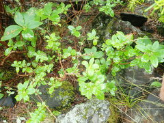 Menziesia multiflora longicalyx