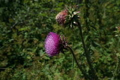 Carduus nutans leiophyllus