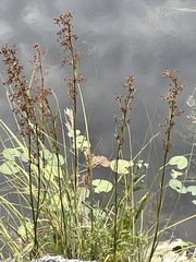Cladium mariscus