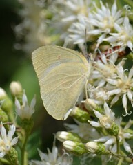 Catopsilia florella