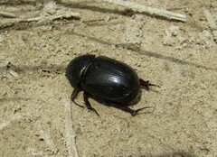 Pentodontini