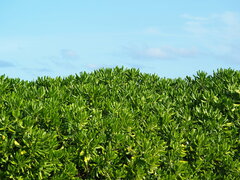 Scaevola taccada