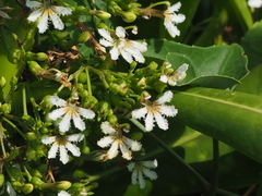 Scaevola taccada