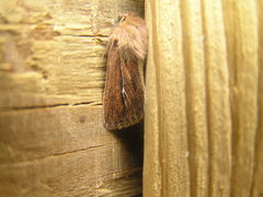 Hypocoena basistriga