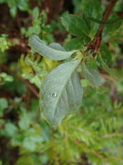 Menziesia multiflora longicalyx