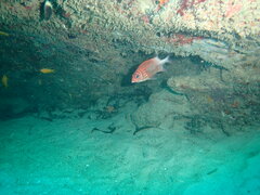 Sargocentron caudimaculatum
