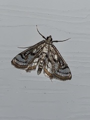 Parapoynx badiusalis