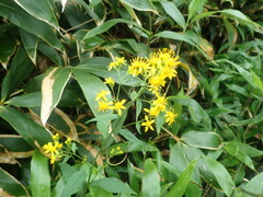 Solidago virgaurea asiatica
