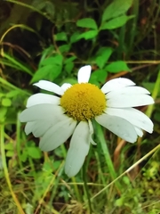 Leucanthemum