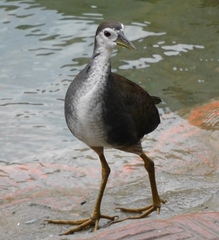 Amaurornis phoenicurus