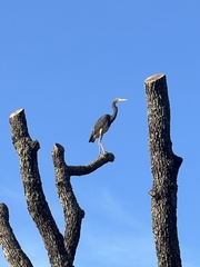 Egretta tricolor