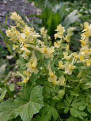 Corydalis bracteata
