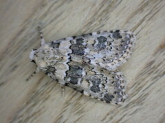Bryophila domestica