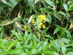 Solidago virgaurea asiatica