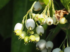Scaevola taccada