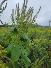 Ambrosia trifida