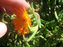 Lampranthus aureus